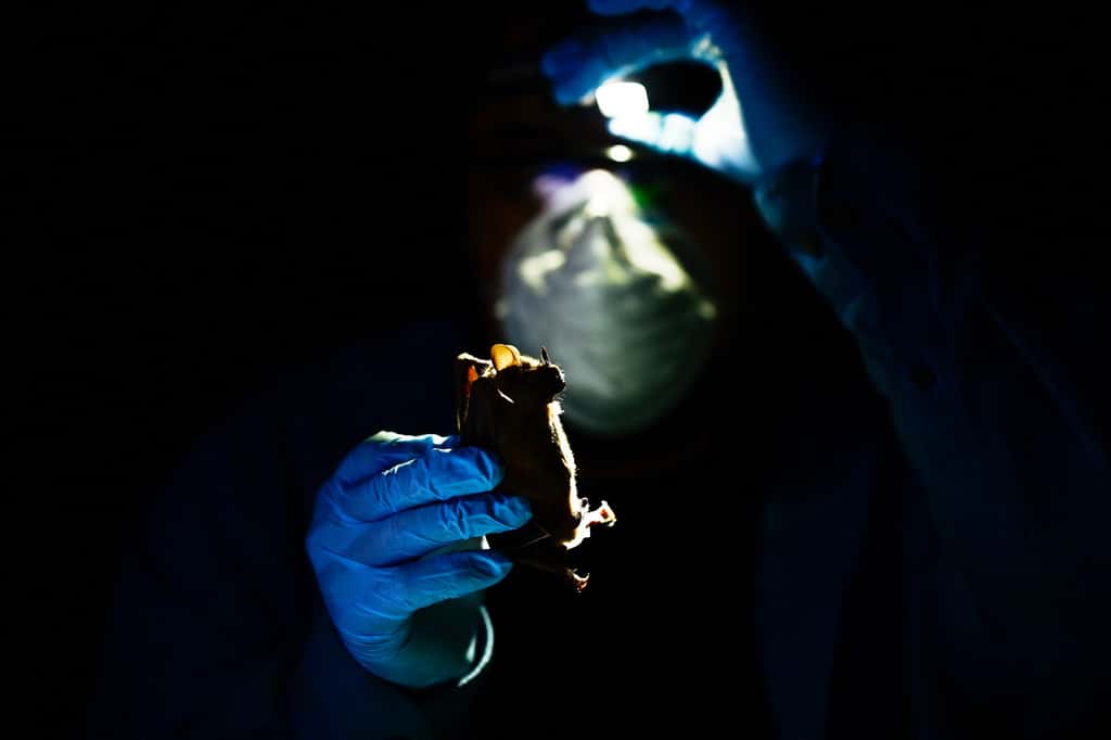  Au Mexique, dans la forêt tropicale du Yucatan, le vétérinaire Omar Garcia prélève à la lumière de sa lampe frontale les fluides d'une chauve-souris. © Pedro Pardo, AFP