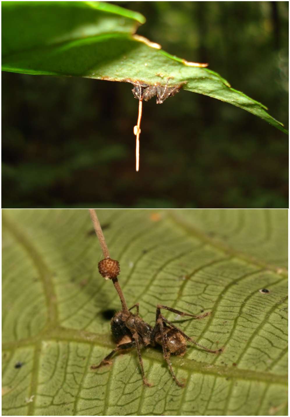 Des fourmis du genre <em>Camponotus</em> se sont fixées à la nervure principale d'une feuille avant de mourir. L'organe duquel seront libérées les spores d'un <em>Ophiocordyceps unilateralis</em> perfore la cuticule à l'arrière de leur tête. © David P. Hughes & Maj-Britt Pontoppidan, Wikimedia Commons