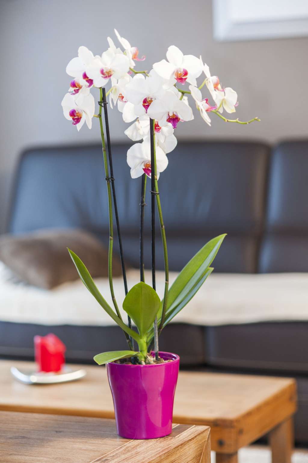 L'orchidée est une fleur élégante. Ici, <em>Phalaenopsis </em>ou orchidée papillon. © F. Marre, Rustica