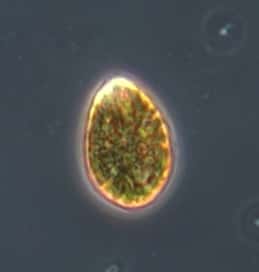 Une cellule d'<em>Ostreopsis ovata</em>, échantillonnée en mer Méditerranée. © Cybergerac, <em>Wikimedia Commons, </em>CC by-sa 4.0