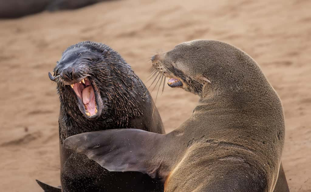 Otaries à fourrure d'Afrique du Sud, Réserve de phoques de Cape Cross, Namibie. © Marti Phillips, Nikon Comedy Wildlife