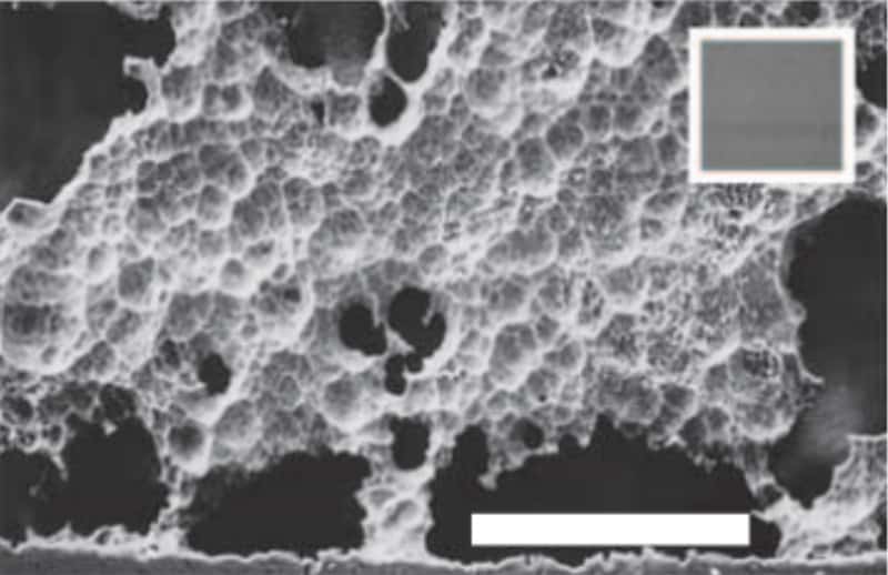 Photographie en microscopie électronique à balayage d’un fragment de PET dégradé par la bactérie dévoreuse de plastique. L’encadré montre l’aspect du PET avant dégradation, l’échelle est 0,5 mm. © sciencemag.org