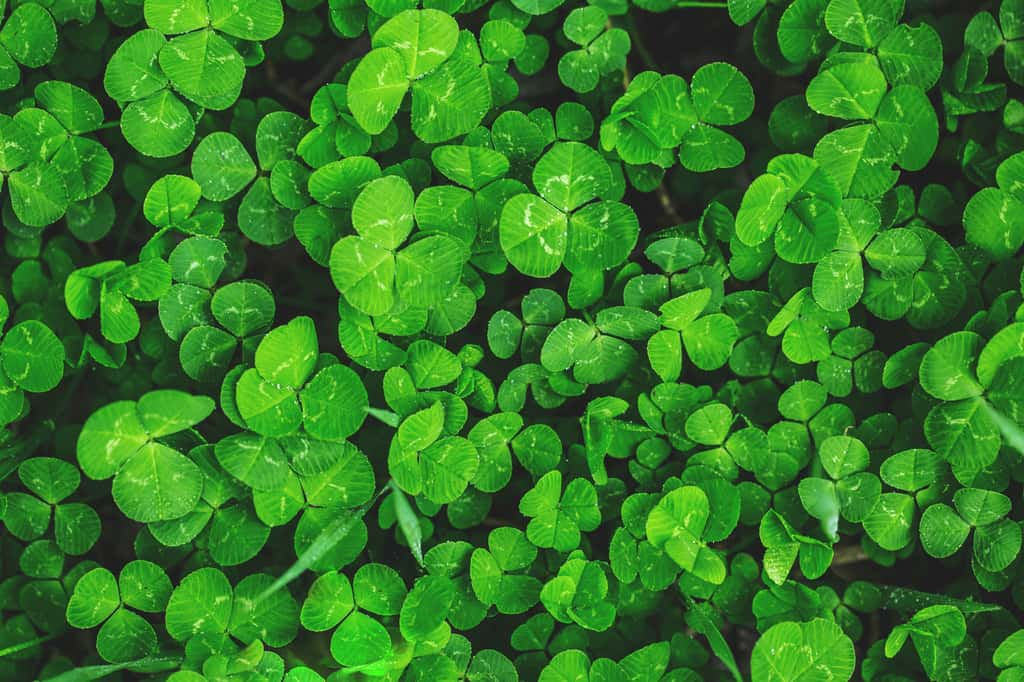 Si le trèfle à quatre feuilles porte chance en France, en Irlande, celui à trois en est l'emblème. © Ievgenii Meyer, Adobe Stock