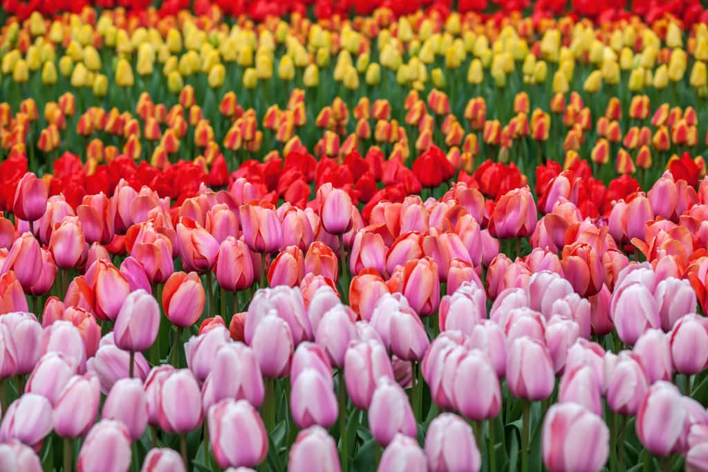 Les champs de tulipes des Pays-Bas aux couleurs flamboyantes. © Christian Müller, Adobe Stock  