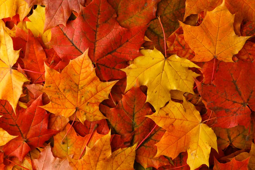 Les feuilles d'érables, emblématiques des cours d'école pendant des années et... du Canada ! © Andrey Cherkasov, Adobe Stock