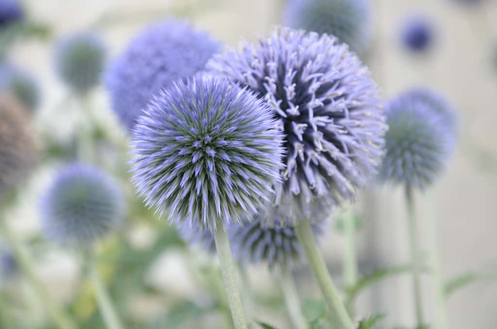 Le chardon bleu ou boule azurée, variété qui peut orner les jardins. © Vit, Adobe Stock