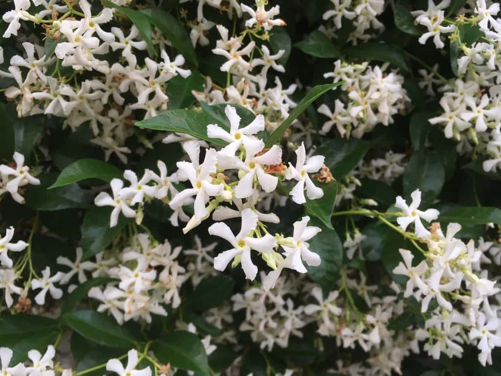 Le jasmin blanc officinal possède de petites fleurs blanches comestibles. © Los 400cortes-Wirestock, Adobe Stock