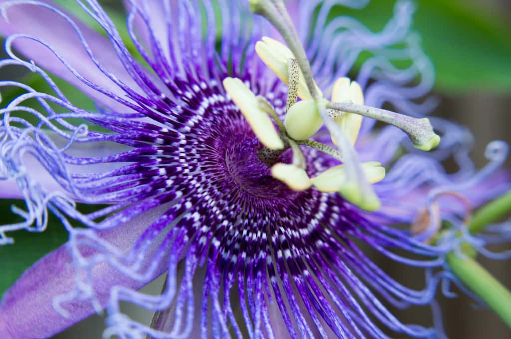 La <i>Passiflore Incense, </i>reconnaissable à sa couleur mauve et à ses filaments ondulés à l'extrémité. © jlmcanally, Adobe Stock