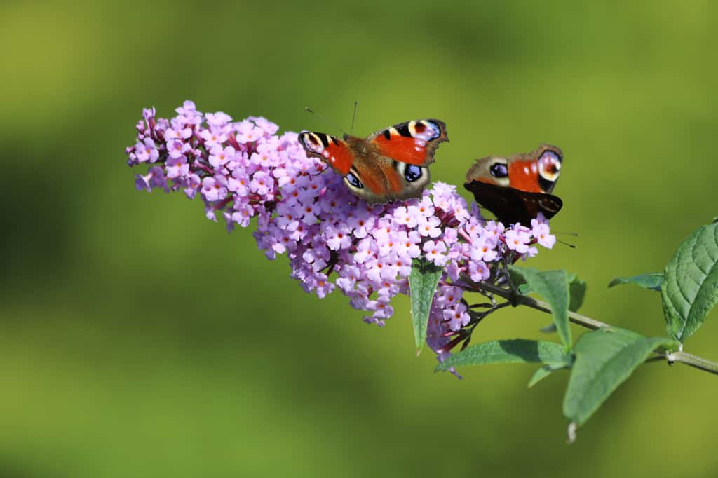 Le buddleia, élégant arbre à papillons ! © Katarzyna, Adobe Stock