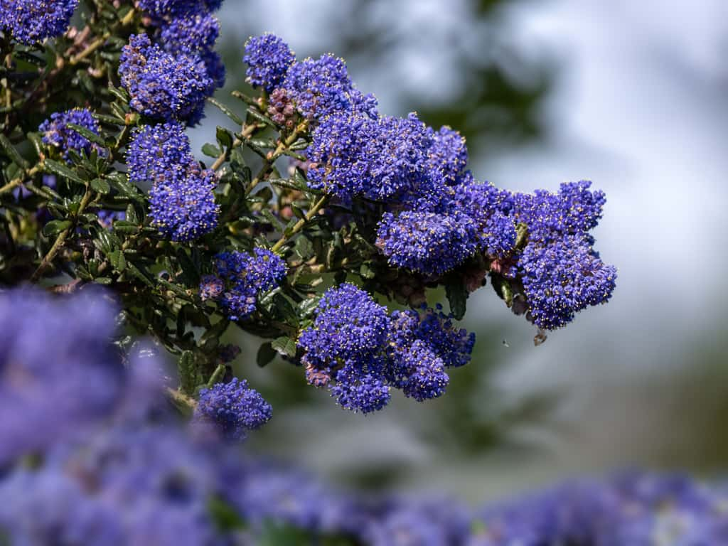 Le <i>Ceanothus impressus "Dark Star"</i>, un des céanothes les plus parfumés ! © Chris Lawrence, Adobe Stock