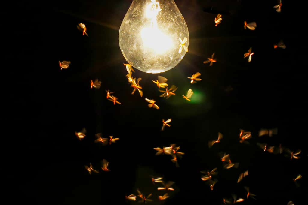 Les lumières qui éclairent la nuit peuvent faire mourir prématurément les insectes et donc perturber la biodiversité. © wisannumkarng, Adobe Stock