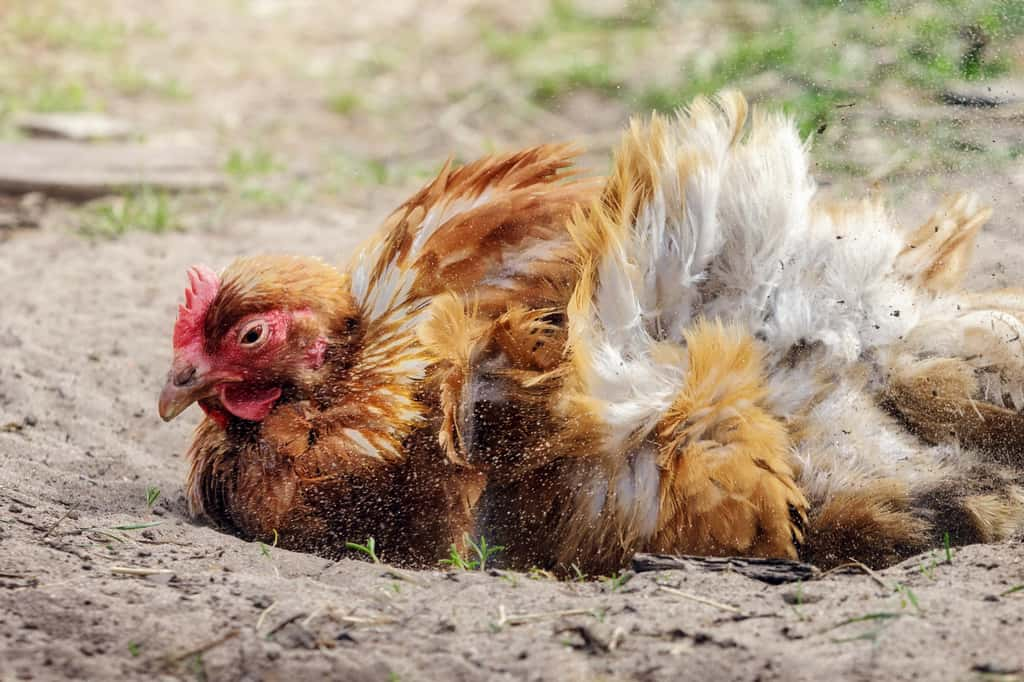 Même dans un potager les poules peuvent assouvir leur besoin de faire un bain de poussière ! © Linas T, Adobe Stock