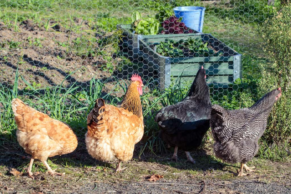 Une clôture tout autour de votre potager peut être une solution pour tenir vos poules à distance. La preuve en image... © Wendy, Adobe Stock