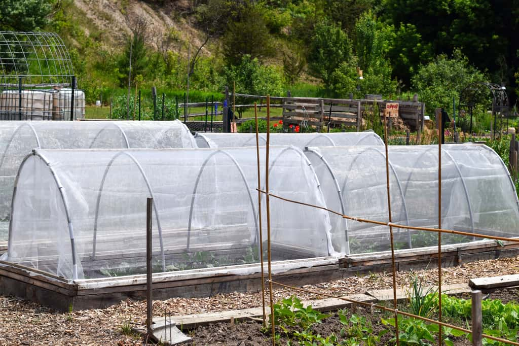 Les tunnels de protection sont efficaces pour protéger les cultures des gourmandes poules ! © Julia, Adobe Stock