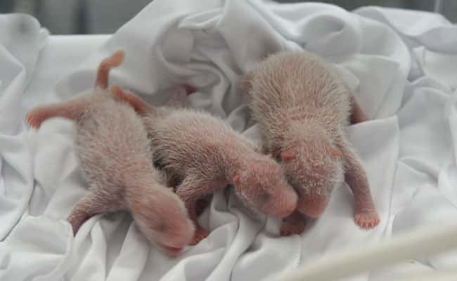 Les trois petits de Juxiao juste après leur naissance. Celles-ci sont très rares en captivitéet l'élevage de cette espèce est un art difficile. © Chimelong