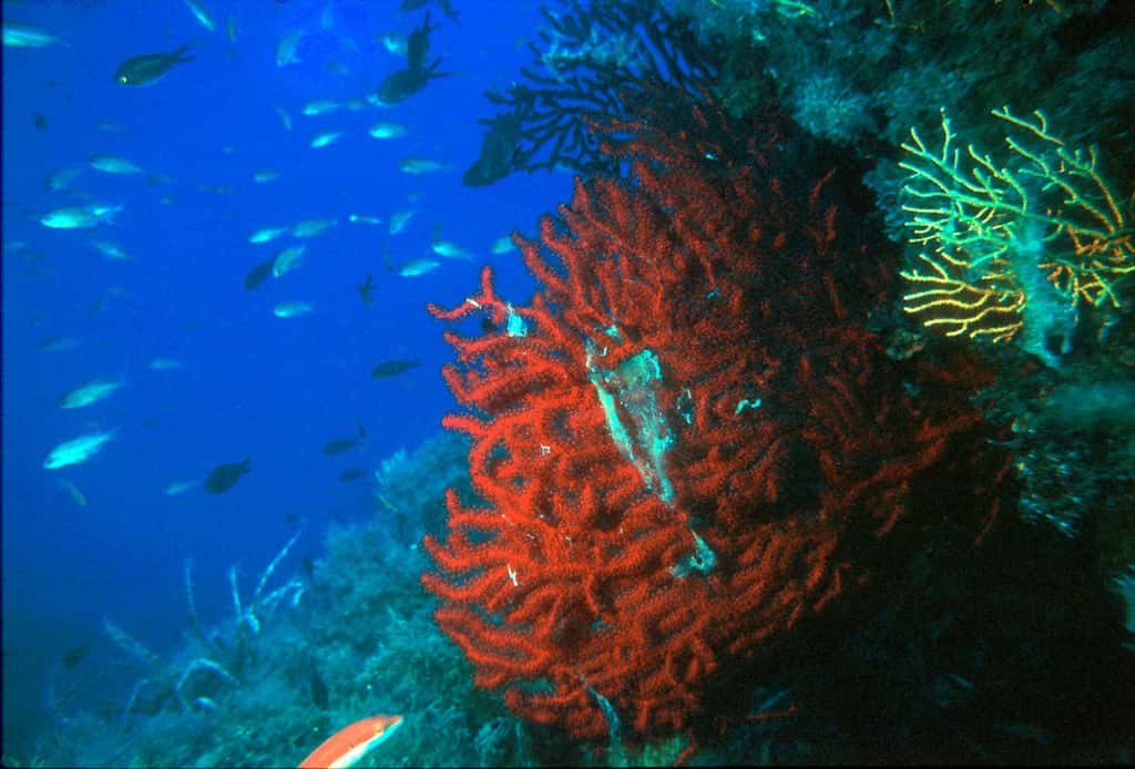 Gorgone rouge, l'un des coraux les plus menacés en Méditerranée. © Crea, Wikipedia