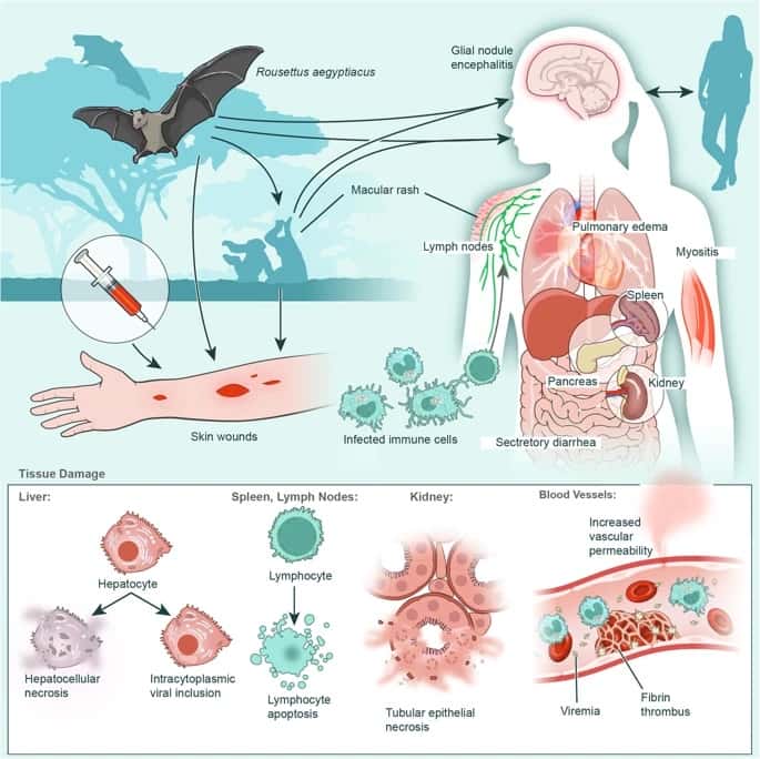 Pathogenèse du virus de Marburg chez l'humain. © Shifflett, K., Marzi, A. Marburg. Virol J 16, 165 (2019)