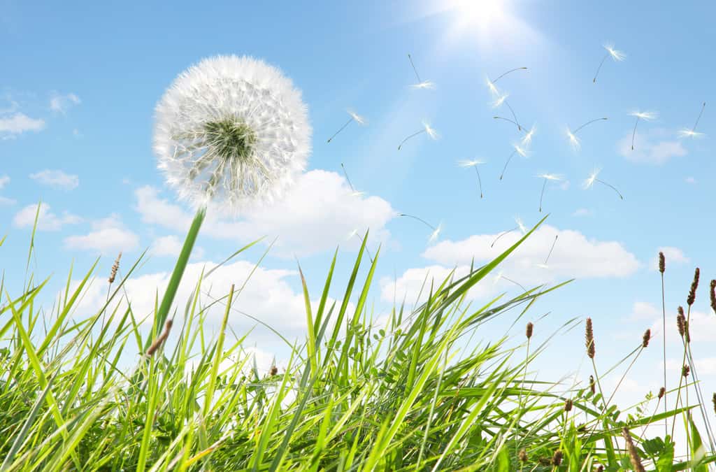 Si vous êtes allergique au pollen, évitez de tondre la pelouse. © Thaut Images, Adobe Stock