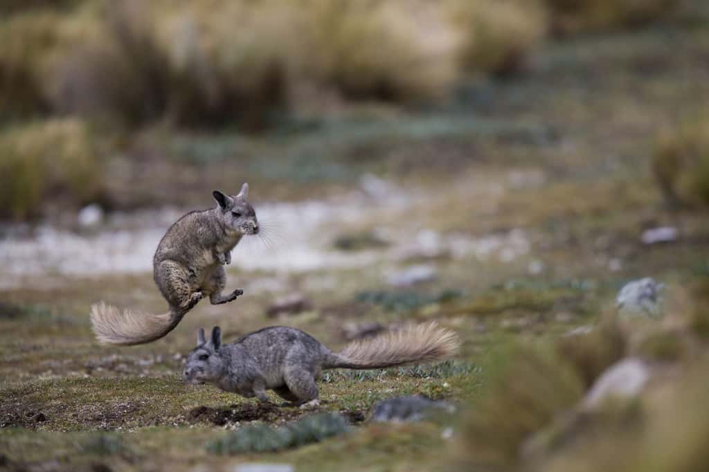 Les viscaches se lancent parfois dans une frénétique série de courses et de bonds. Un comportement inexpliqué et rarement décrit. © Cyril Ruoso