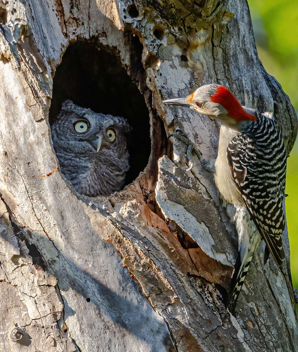 Petit-duc et femelle pic à ventre roux, Ohio, Etats-Unis d'Amérique. © Randy Herman, Nikon Comedy Wildlife