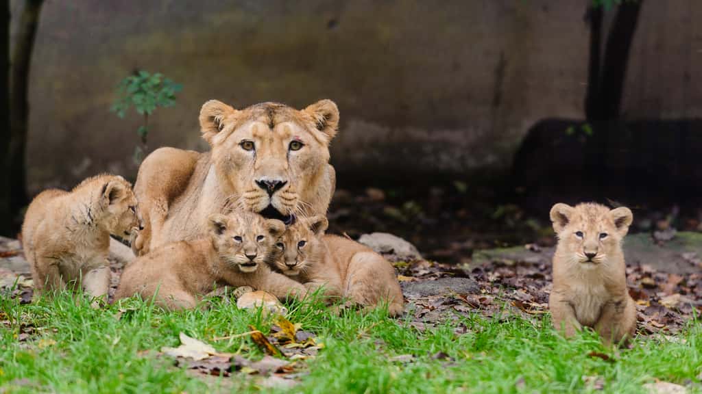 Sita et ses quatre lionceaux. © Guilhem de Lepinay/Parc zoologique et botanique de Mulhouse