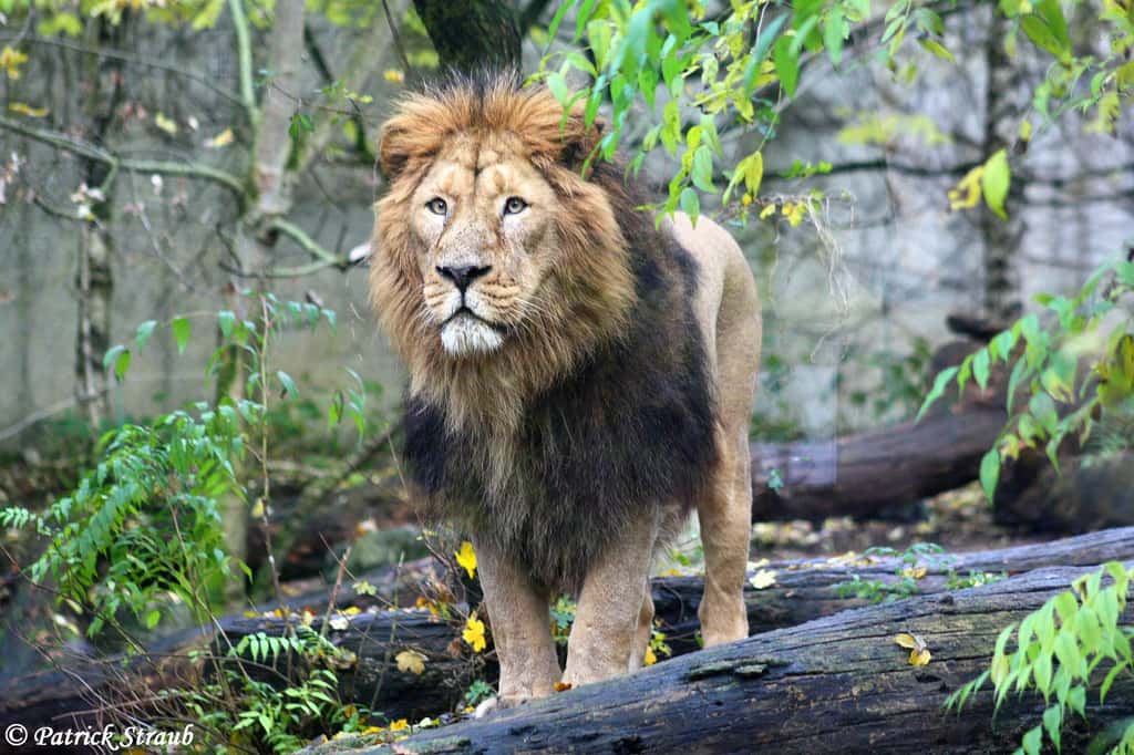 Jetpur, le lion d’Asie du zoo de Mulhouse. © Patrick Straub