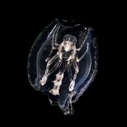Une phronime, ou monstre des tonneaux, petit crustacé appartenant au zooplancton dont la particularité est de vivre dans une coque en gélatine. Cet organisme a inspiré le film <em>Alien</em>. © Christian Sardet, Noé Sardet et Sharif Mirshak, Parafilms/Chroniques du plancton