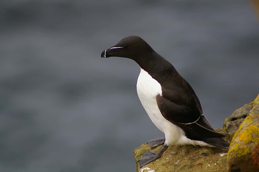 Petit Pingouin <em>Alca torda</em>, Caithness, Écosse. © jack_spellingbacon, <em>Wikimedia Commons</em>, CC by-sa 2.0