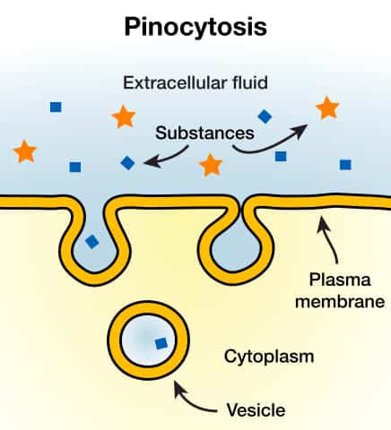La pinocytose permet à la cellule de faire pénétrer des petites particules dans le cytoplasme© Jacek FH, Wikimedia Commons, Domaine public