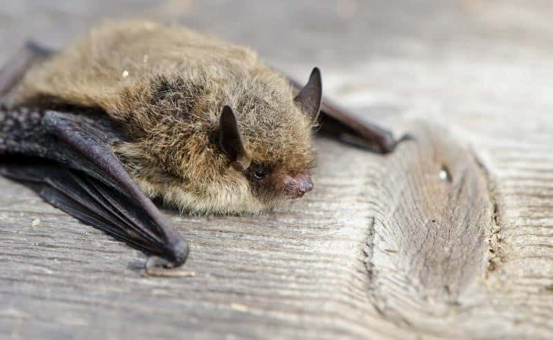 La pipistrelle de Nathusius chante des mélodies complexes, que les chercheurs sont parvenus à traduire. © XX Vulzok Xx 
