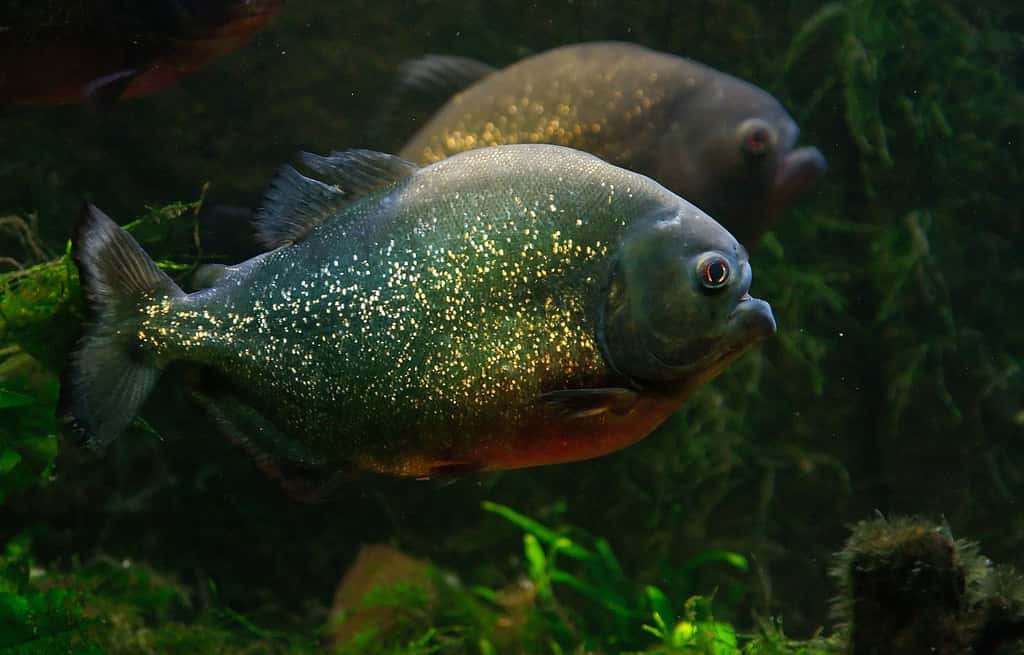  Le mot piranha désigne plusieurs espèces de poissons, environ 80. © Luc Viatour, Wikipédia, Futura