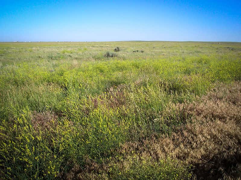 Les prairies herbeuses dominaient dans le Midwest américain avant l’expansion agricole. © Peter Romero, Wikimedia Commons, cc by sa 3.0