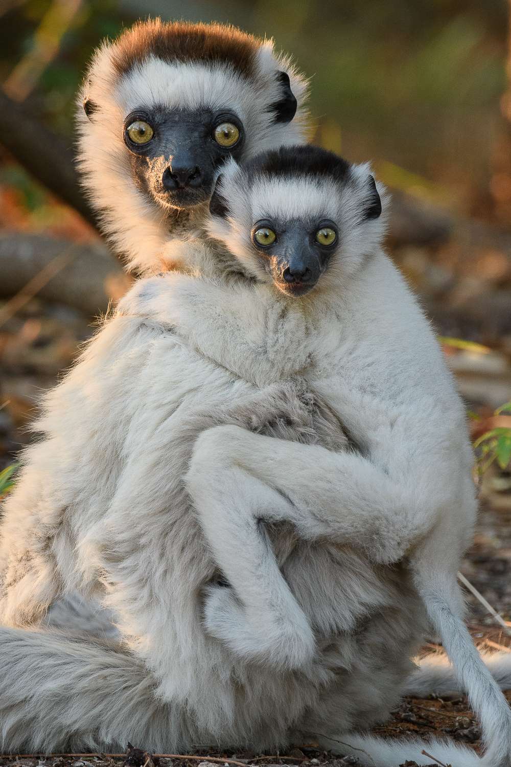 Le Propithèque de Verreaux (<em>Propithecus verreauxi</em>), en danger critique d'extinction, est l'une des 109 espèces de lémuriens qui existent actuellement à Madagascar. © Chien C. Lee