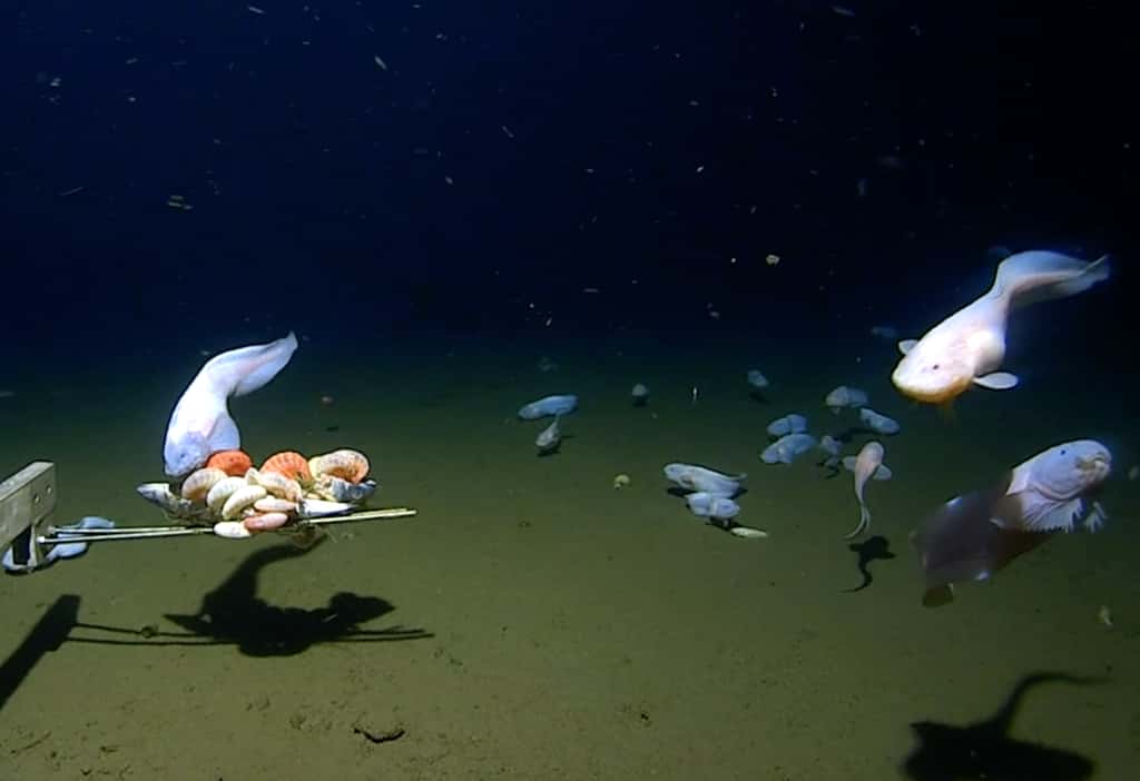 Des poissons-limaces (<em>Pseudoliparis</em>) sont attirés par les appâts utilisés par les scientifiques. © Minderoo-UWA Deep Sea Centre