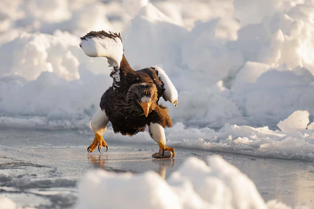 Pygargue empereur, Rausu, Hokkaido, Japon. © Mark Meth-Cohn, Nikon Comedy Wildlife