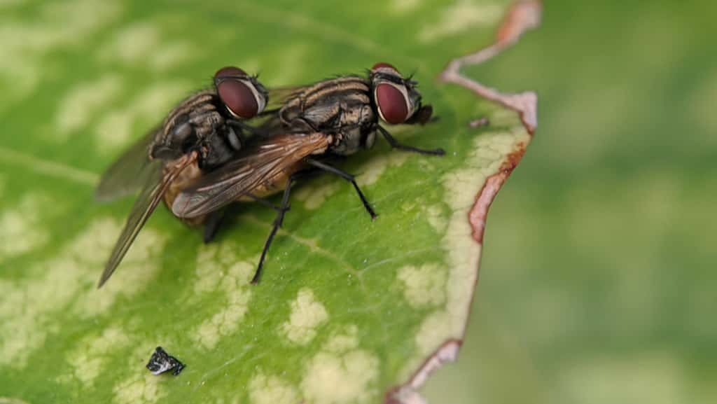 La chaleur estivale incite les mouches à se reproduire. © Fuji, Adobe Stock