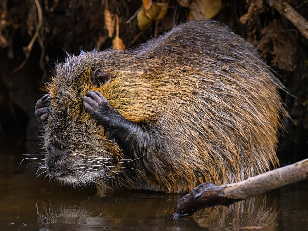 Ragondin, Allemagne. © Christopher Arnold, Nikon Comedy Wildlife