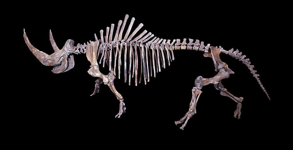 Squelette entier de rhinocéros laineux. © <a title="Muséum de Toulouse" href="https://fr.wikipedia.org/wiki/Mus%C3%A9um_de_Toulouse" target="_blank">Muséum de Toulouse</a>, CC by-sa 4.0