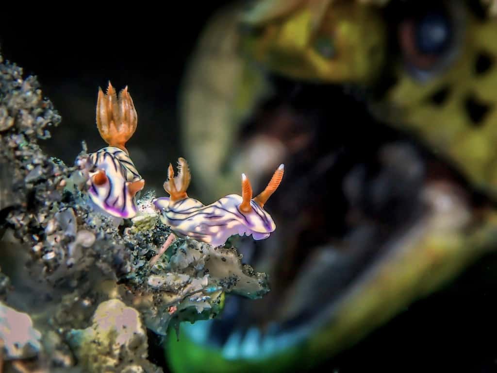 Un puis deux nudibranches sont apparus. À l’arrière-plan, qui s’approche : une murène ouvre grand sa gueule. Le photographe-plongeur a patienté plusieurs minutes pour faire cette photo saisissante. © Man BD, UPY 2018