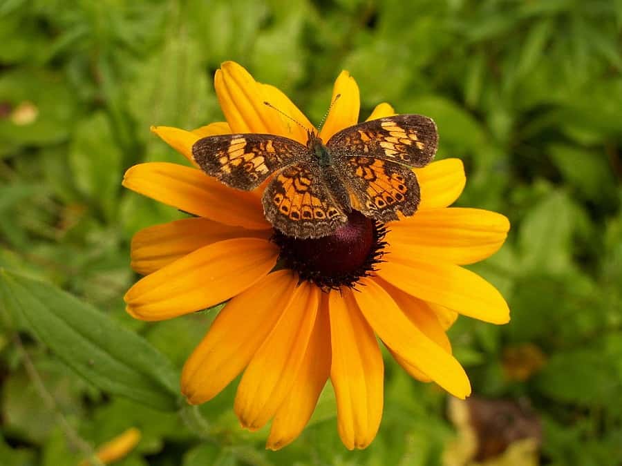 Les rudbeckias attirent les papillons. © Cbaile19, Domaine Public