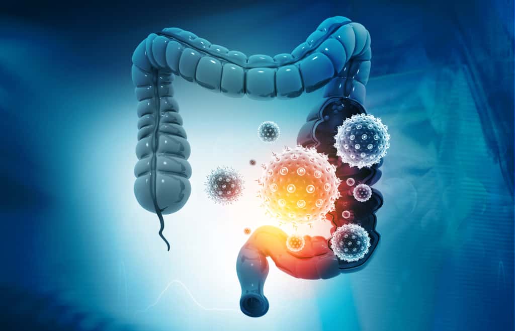 Le coronavirus forme des réservoirs viraux dans le tractus intestinal. © Rasi, Adobe Stock