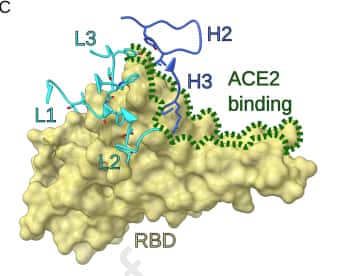 Le site de fixation de SARS2-38 sur le RBD. Les lignes bleu céladon indiquent la chaîne légère de l'anticorps et les lignes bleu foncé, la chaîne lourde. Les pointillés verts montrent le site d'interaction avec le récepteur ACE2. © Laura A. VanBlargan et <em>al. Immunity</em>