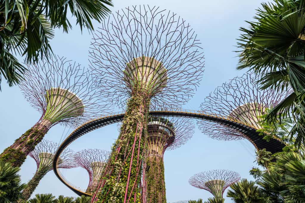 Une partie de la « forêt » des super arbres de Singapour. © David Parker, Adobe Stock