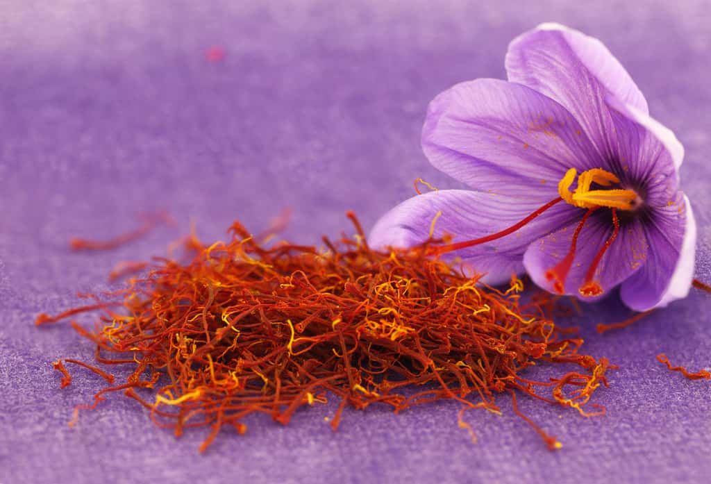 La culture du safran offre une double récompense : la fleur de couleur mauve qui s'épanouit à l'automne et la précieuse épice obtenue avec ses stigmates rouges. © Viperagp, Adobe Stock