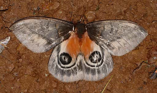 Un papillon de l'espèce <em>Automeris niepelti</em>. © Bernard Dupont, France, CC by-sa 2.0