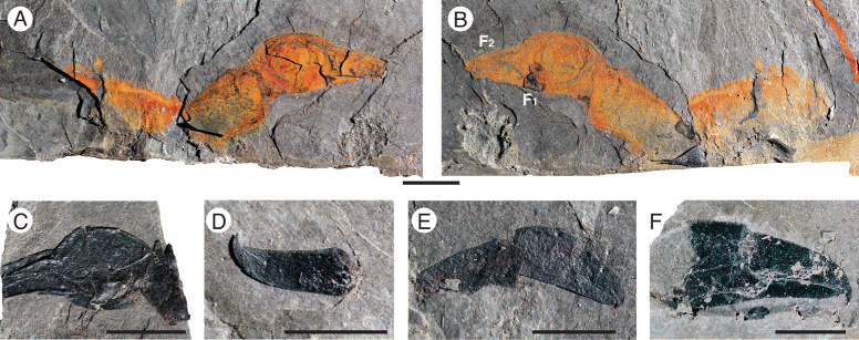 Ces fossiles ont été trouvés dans du schiste et ont pu être observés en détail. Ils sont remarquablement conservés malgré leurs 467 millions d'années. On voit ici des chélicères. Ces petites pinces sont caractéristiques, aujourd'hui, des arachnides (araignées et scorpions) et des acariens, et ont donné son nom au groupe des chélicérates. Ils sont complets en A, B et E, et il n'en reste que l'une des deux parties en C, D et F. Les barres d'échelle mesurent 1 cm. © Lamsdell <em>et al. BMC Evolutionary Biology</em> 2015