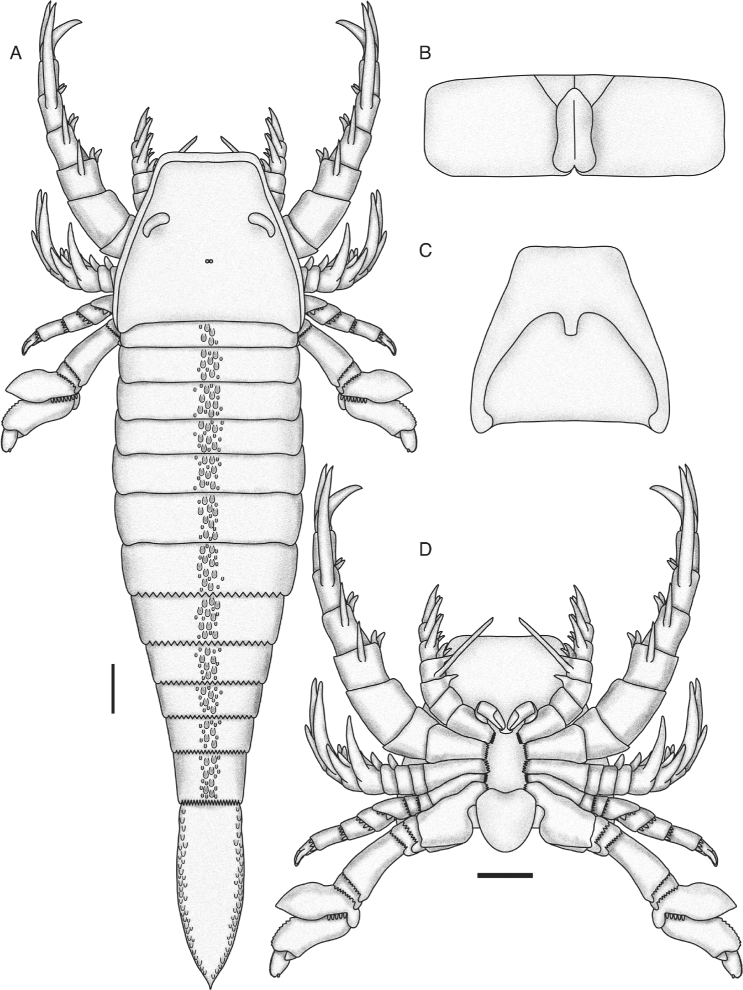Reconstitution d’un <em>Pentecopterus decorahensis</em> adulte, en vue dorsale (A). En C et en D, la face ventrale du prosome, ou céphalothorax, donc la partie avant du corps, qui porte les appendices (non représentés en C). En B, l’opercule génital, porté par l’opisthosome (partie arrière de l’animal). Les barres d'échelle mesurent 10 cm. © Lamsdell <em>et al. BMC Evolutionary Biology</em> 2015