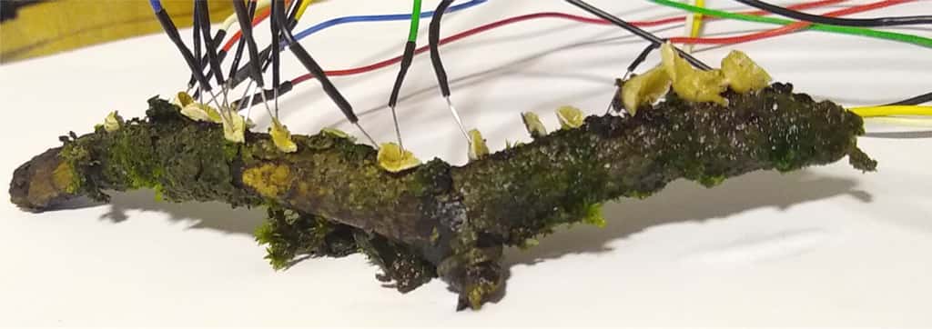 Le chercheur et son équipe ont planté des électrodes dans des Schizophylles communs pour analyser leur activité électrique. © Futura 