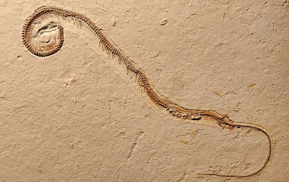 Le squelette de ce <em>Tetrapodophis</em>, long de 20 cm, montre un corps très allongé, avec une queue courte par rapport au reste de l’animal. Pour ses découvreurs, il a tout du serpent. © Dave Martill, université de Portsmouth