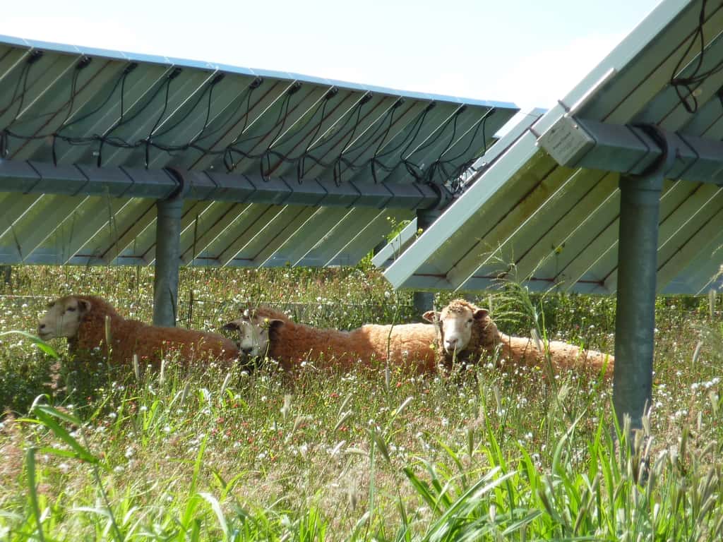Des moutons peuvent être très utiles aux fermes solaires, en broutant la végétation dans les zones difficiles à atteindre entre et sous les panneaux solaires. © Merrill Smith, <em>U.S. Department of Energy, </em>domaine public